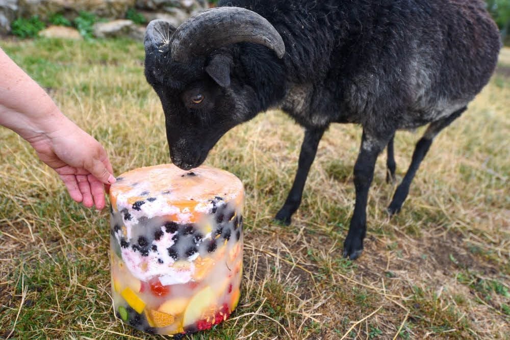 Eine Eisbombe für die Ziegen