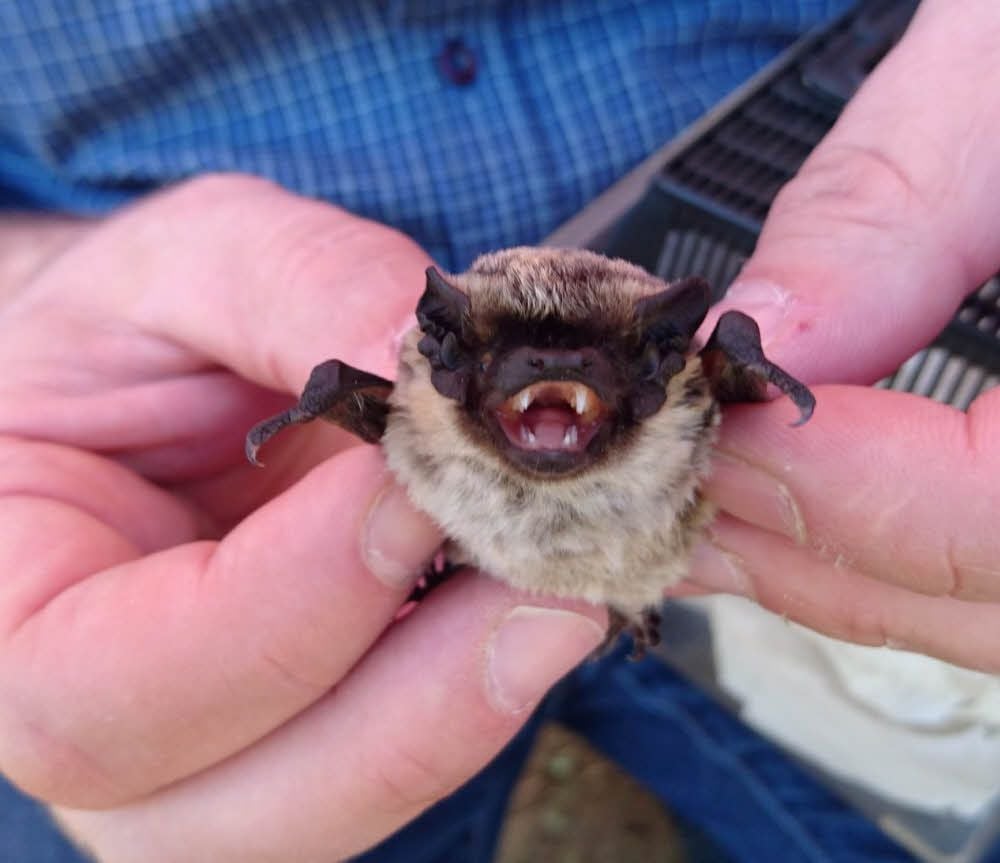 Auge in Auge mit einer Fledermaus. Die geschützten Tiere haben im Geo-Naturpark ihre Refugien. Auch sehr seltene Arten gibt es dort.