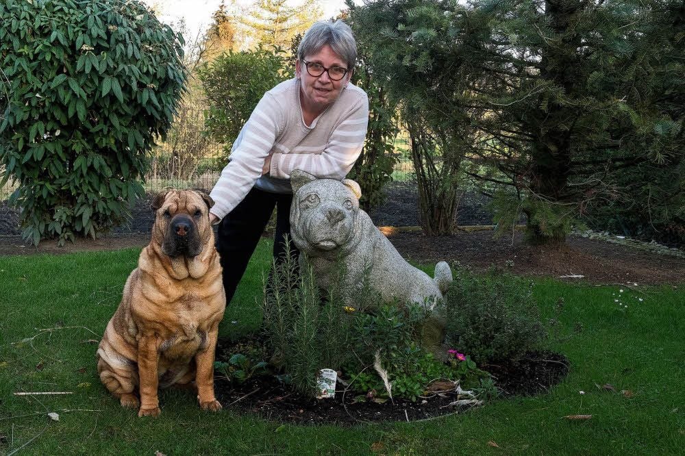 Astrid Kräker zeigt ihre Shar-Pei-Hündin Kati, die bei der Ausstellung dieser Rasse am Sonnabend in der Pfännerhall Braunsbedra mit dabei ist.