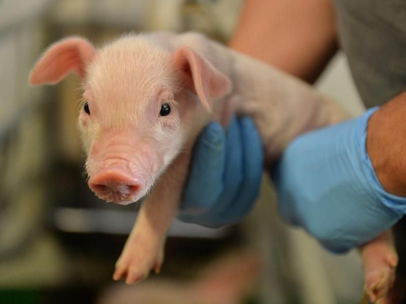 Ein Landwirt untersucht ein Ferkel. Foto: Carmen Jaspersen/Archiv