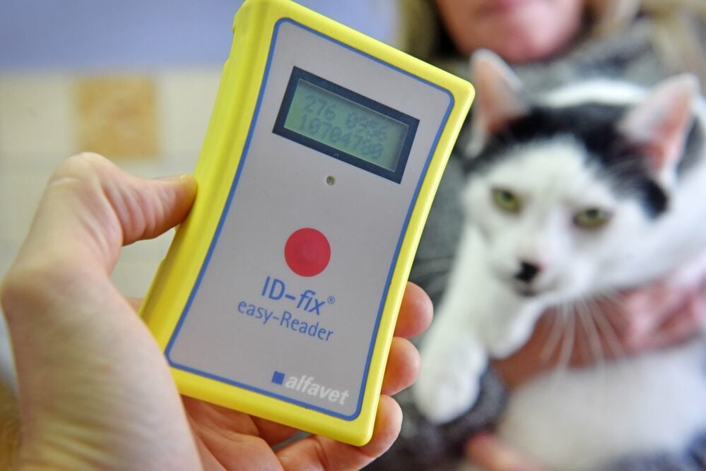 Im Tierheim wird der Chip von Kater Alfred ausgelesen. Künftig sollen solche Mikrochips für freilaufende Katzen Pflicht werden.