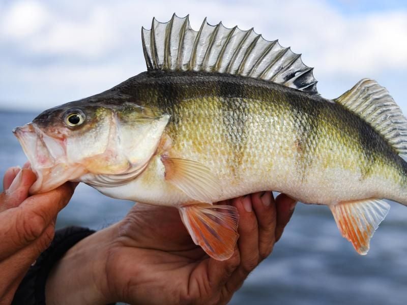 Mit einem Touristenfischereischein können Ostsee-Urlauber auf Fischfang gehen - zum Beispiel nach einem Barsch. Foto: Stefan Sauer/dpa/Illustration