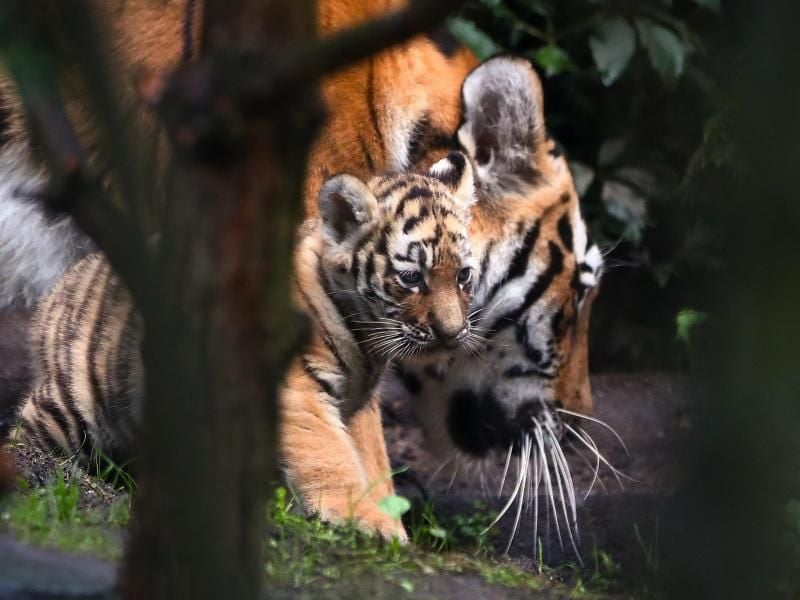 Immer an der Seite der kleinen Wildkatzen: Mama Maruschka. Foto: Christian Charisius
