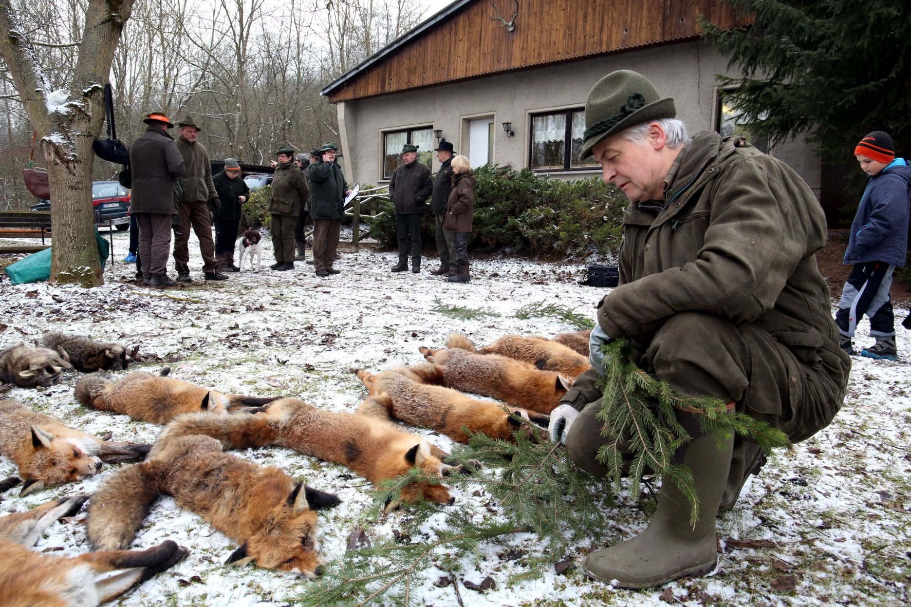 Jäger Siegfried Kamprath verziert die Strecke des erlegten Wildes mit Tannenzweigen.