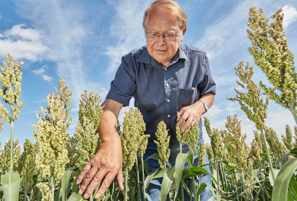 Dieter Orzessek, Professor im Ruhestand, schaut sich die Hirse-Pflanzen auf dem Versuchsfeld in Strenzfeld an.