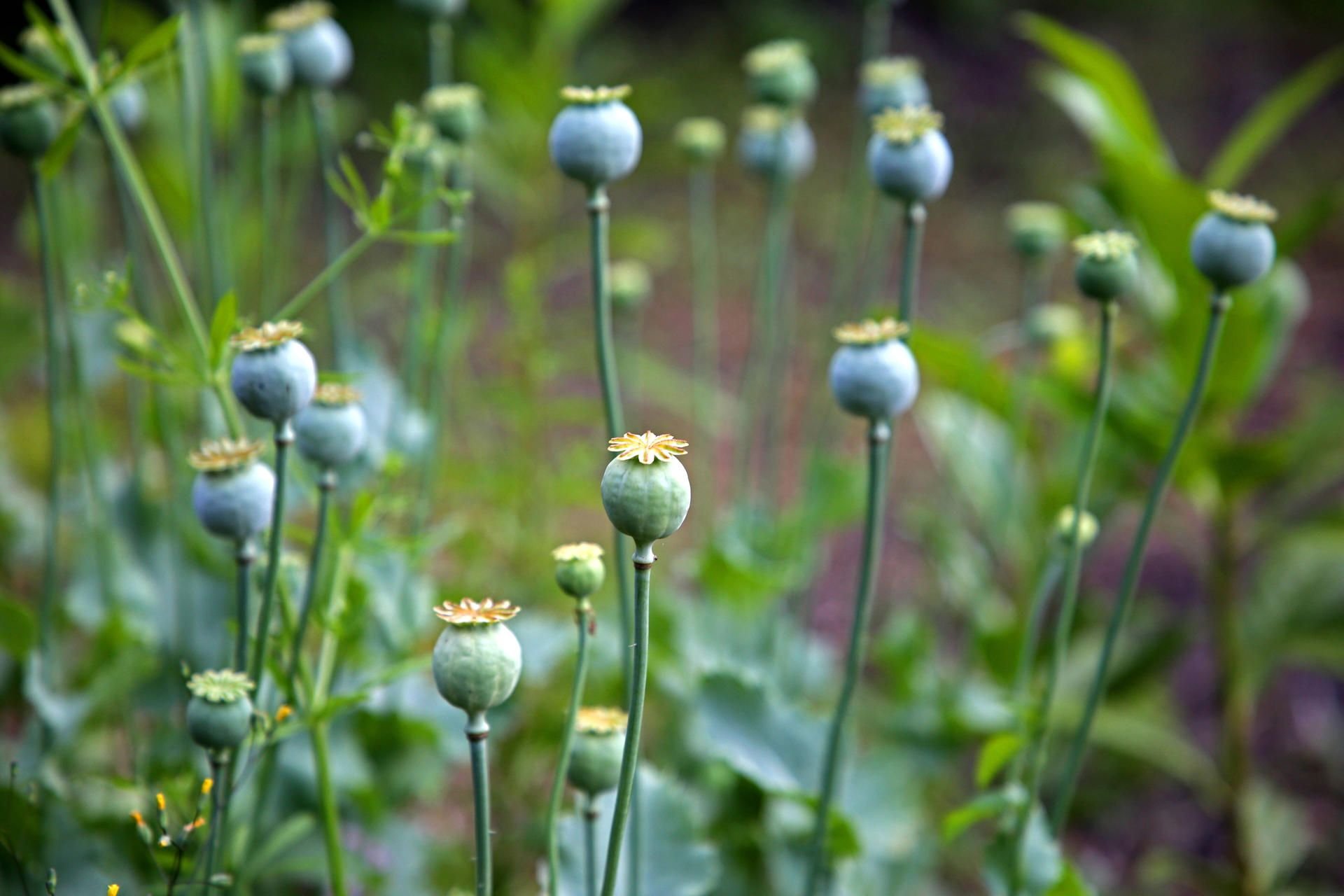 Die Mohnkapseln des Schlafmohn während der Reifezeit. Der Anbau und Besitz ist in Deutschland laut Betäubungsmittelgesetz streng verboten und kann mit Geldstrafen oder Haftstrafen geahndet werden.