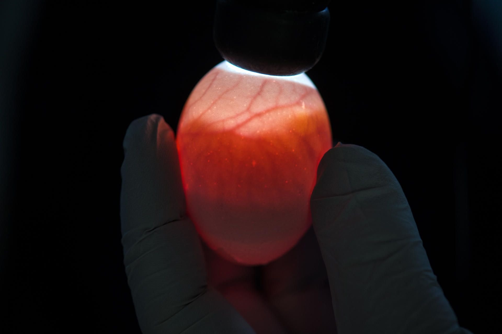 Eine Forscherin der Technischen Universität Dresden hält nach der Bestimmung, ob es sich um ein männliches oder weibliches Küken handelt, wieder verschlossenes Hühnerei in den Händen.