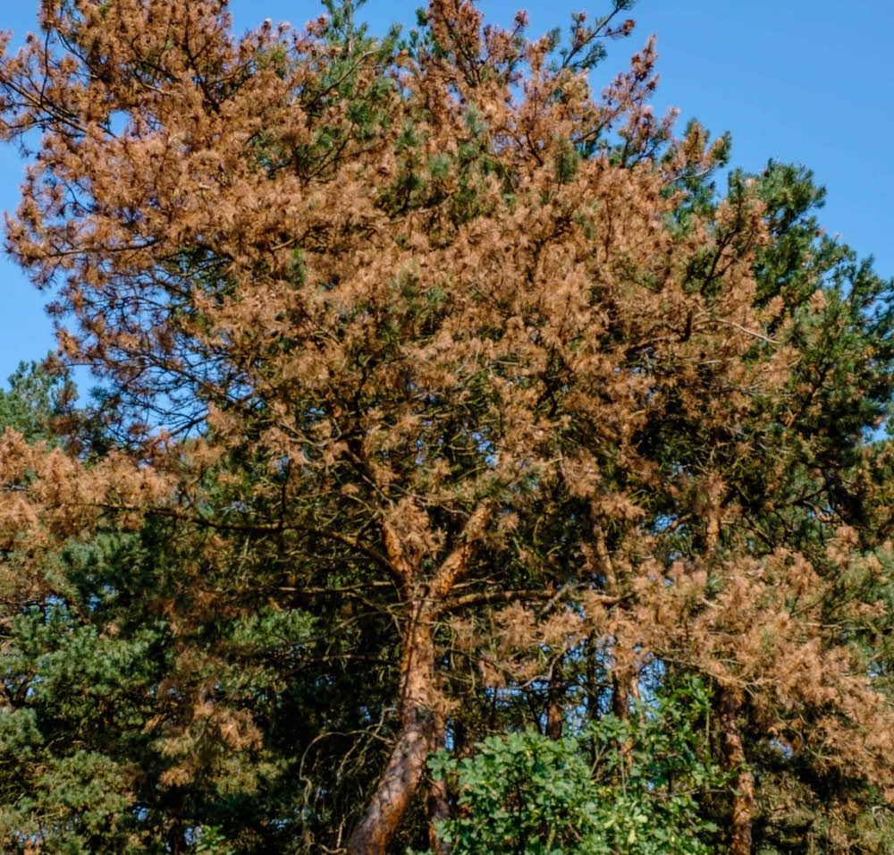 Stark verbreitet hat sich der Diplodia-Pilz, der die Kiefern schädigt.