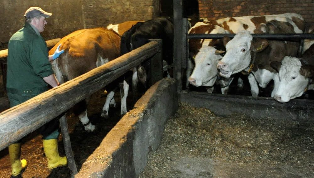 Über 70 Kühe werden täglich auf dem Bösenburger Hof gemolken. Zuständig dafür ist Mitarbeiter René Birkenfeld.