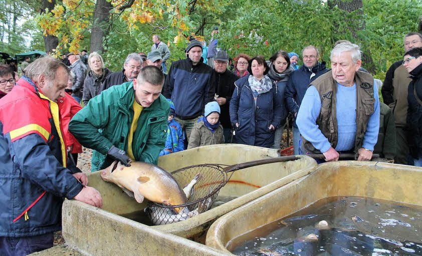 Prächtige Exemplare werden aus dem Wasser geholt. Am Bottich mit dem Kescher in der Hand: Horst Lutzmann