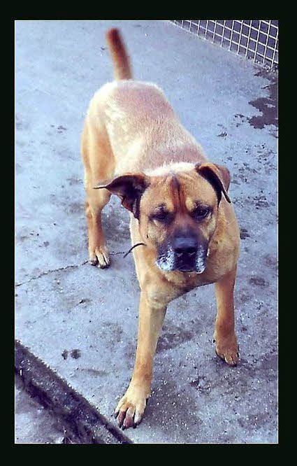 Das ist Kollege, ein siebenjähriger Boxermischling. Er wünscht sich ein neues Zuhause und ist mit diesem Wunsch nicht allein.