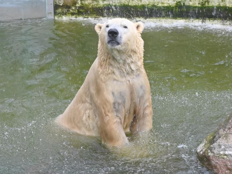 Eisbär Vitus, Deutschland größter Eisbär und Vater vom Berlins Eisbären Knut. Foto: Carsten Rehder/dpa