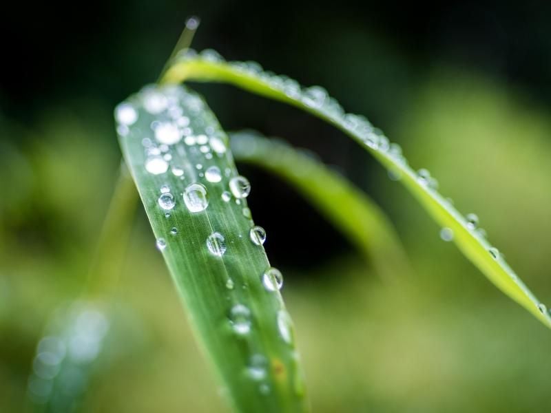 Bambusblätter enthalten gute Inhaltsstoffe für die Pflege von Haut und Haaren. Foto: Peter Steffen
