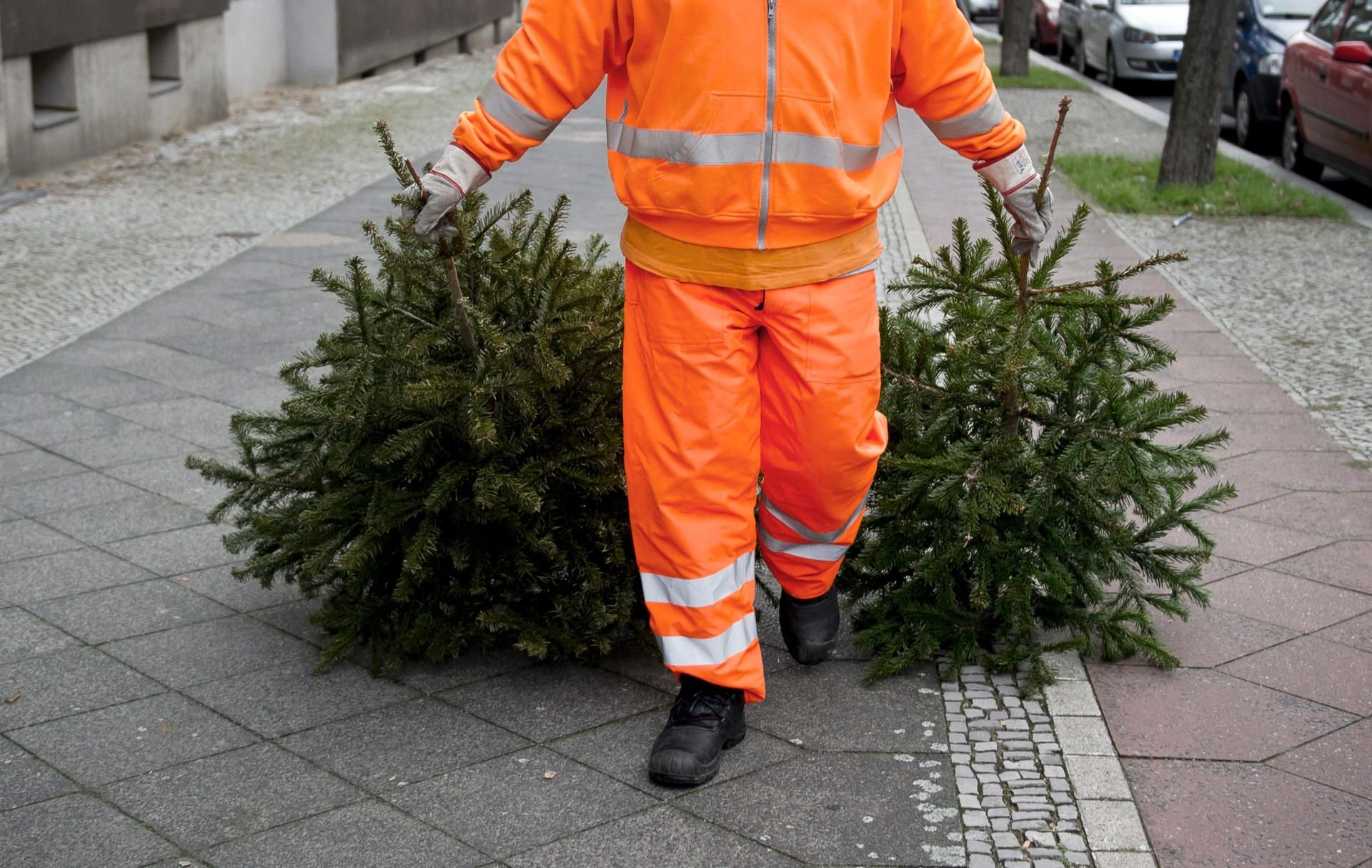 Weihnachtsbäume werden entsorgt.