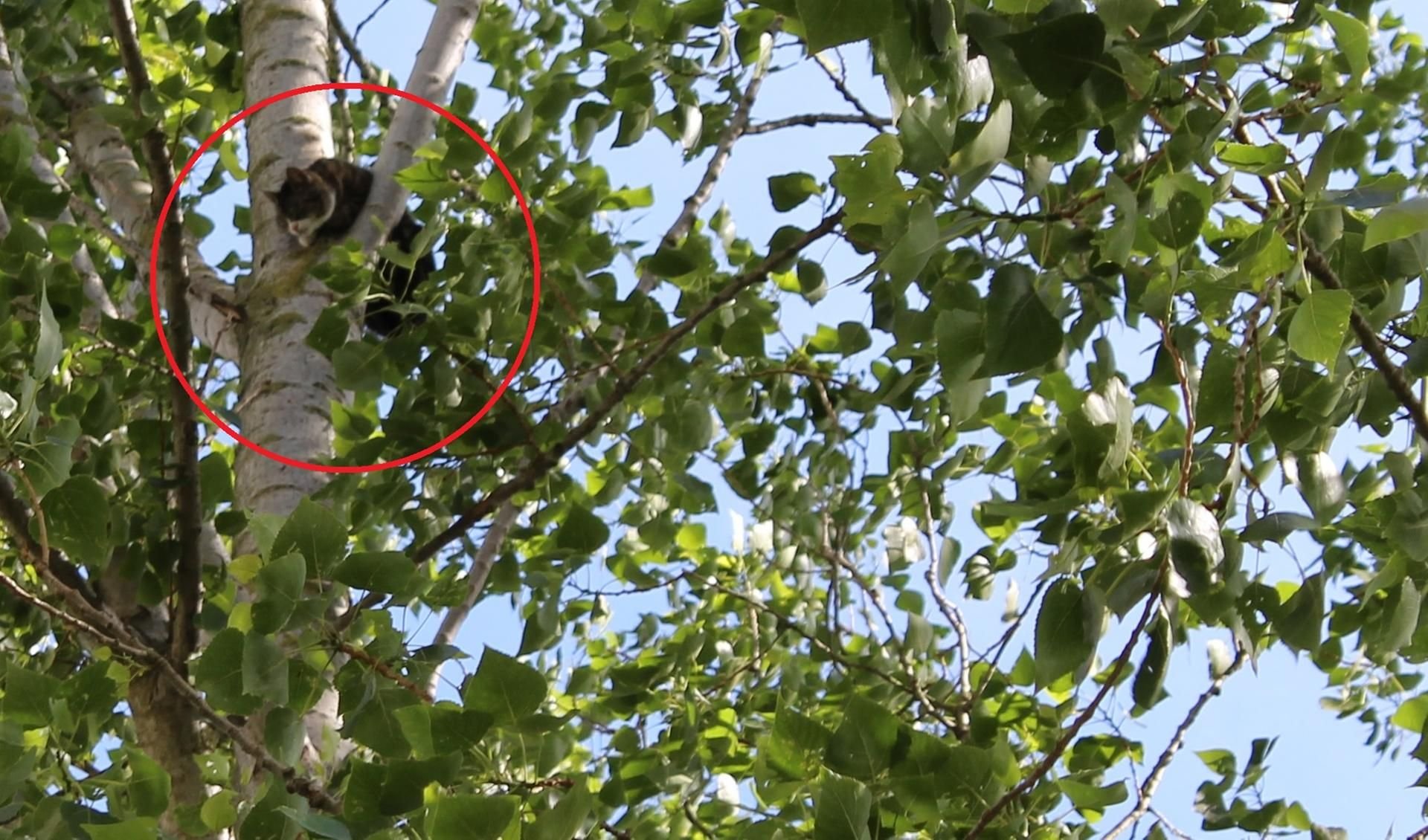 Die Katze saß fast 30 Stunden oben im Baum.