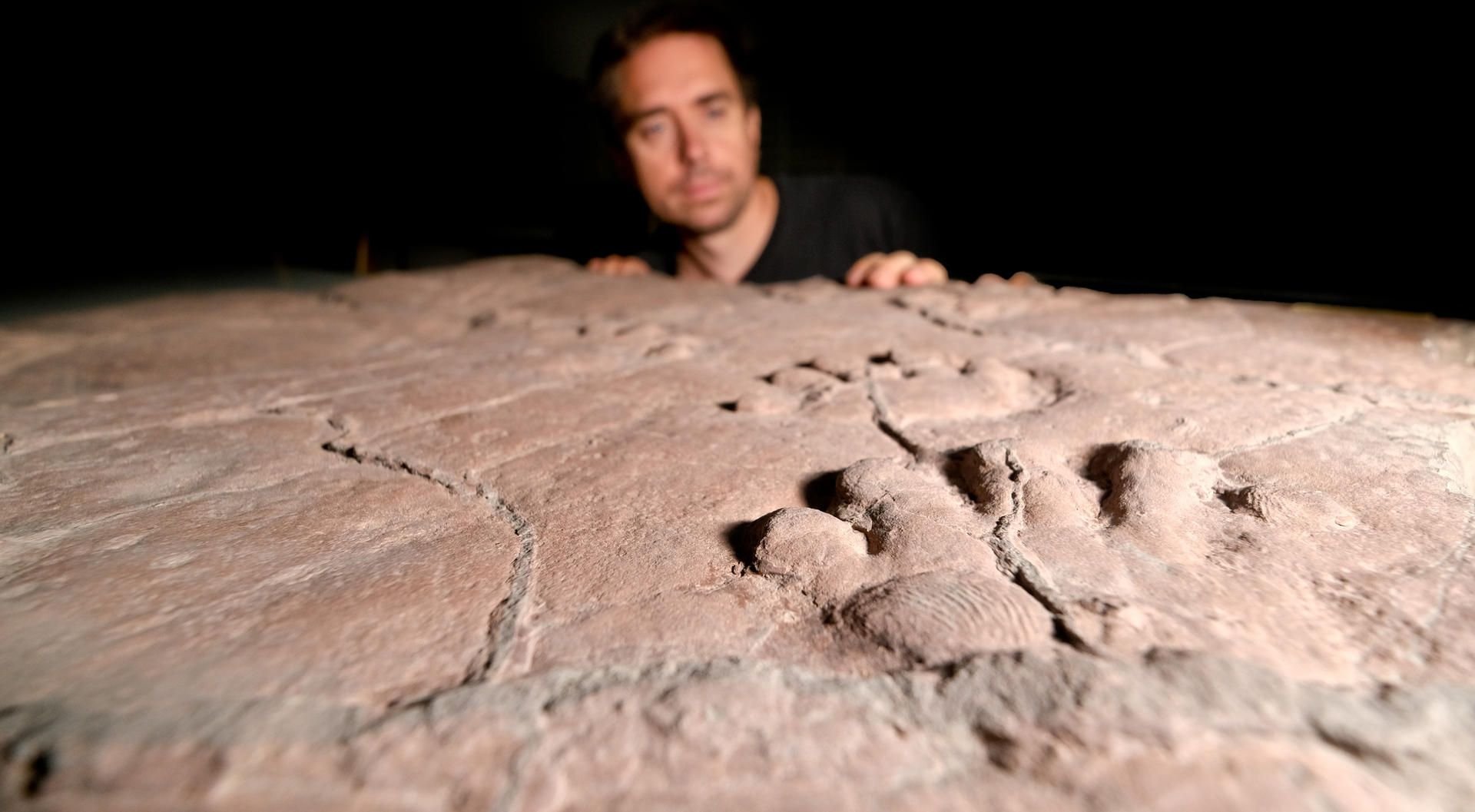 Geologe und Paläontologe Oliver Wings hat den konservierten Fußabdruck eines reptilhaften Amphibiums namens Diadectes absitus vor sich.