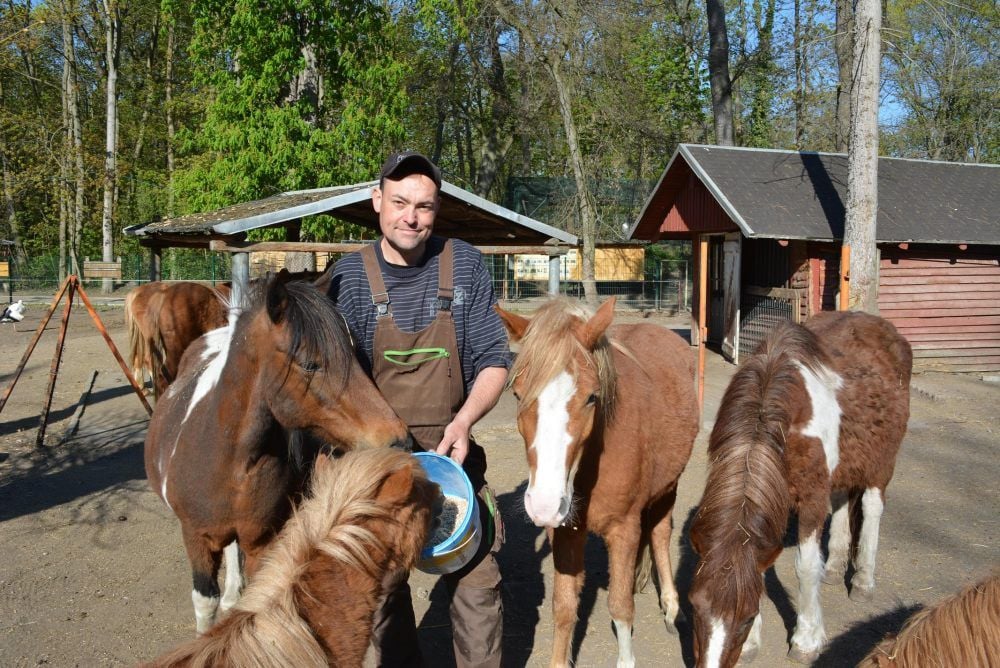David Schumann füttert die Pferde im Martzschpark.