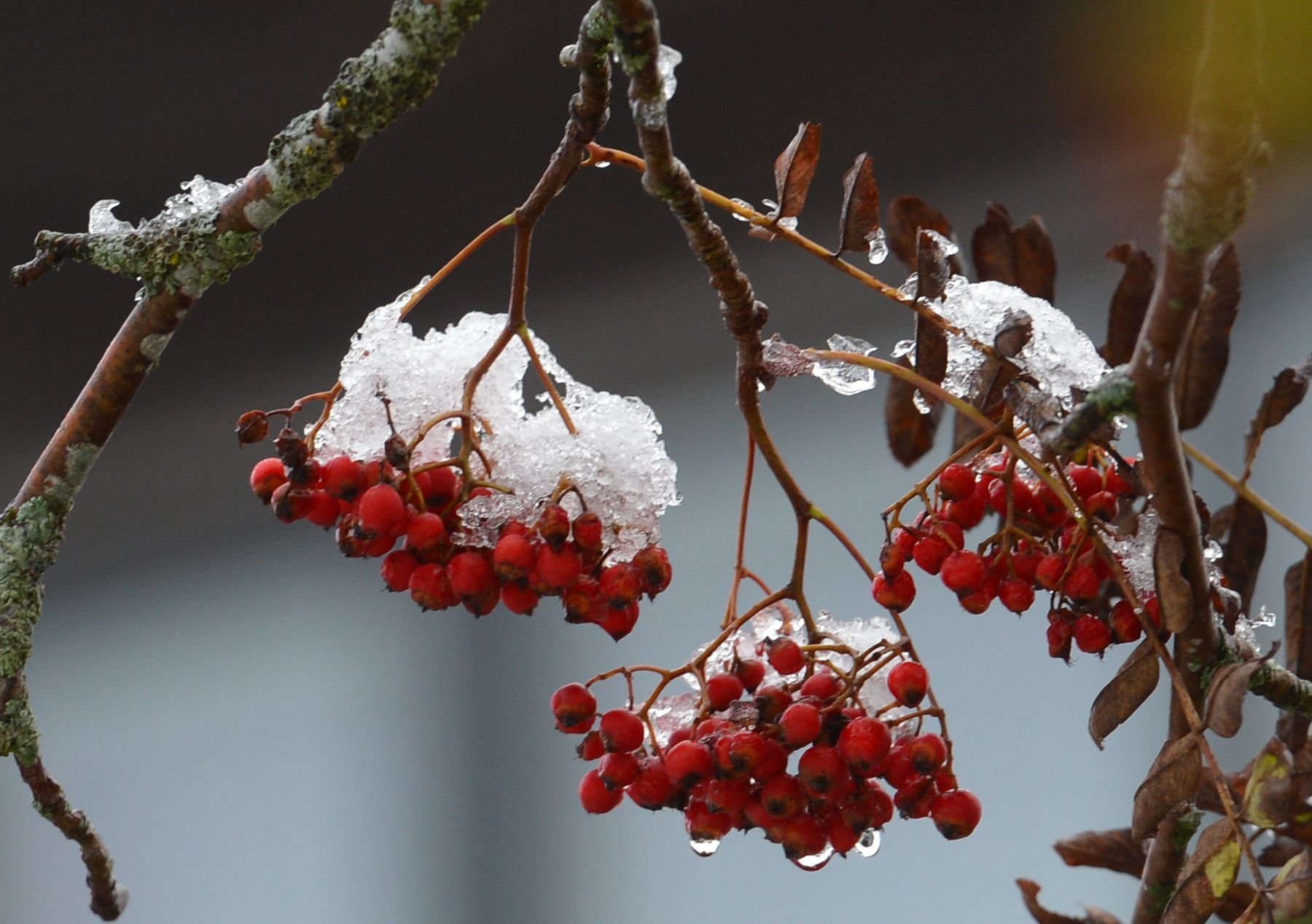 Vogelbeeren gefrostet