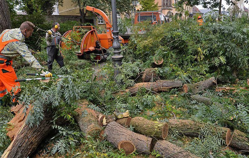 In der Promenade in Aschersleben schreddern Mitarbeiter des Bauwirtschaftshofes Zweige und dünne Äste. Das Stammholz wird verkauft.