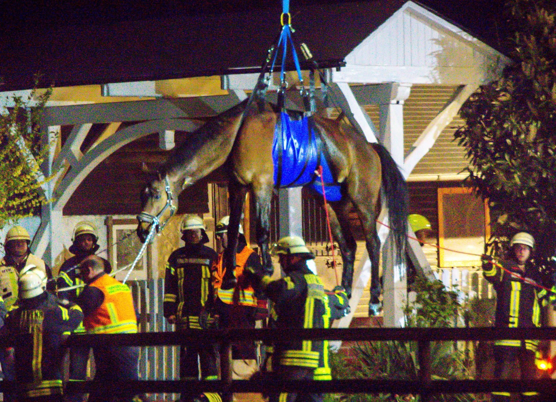 Ein Pferd, das in Wallau am Taunus in einen Swimmingpool gefallen war, wird mit einem Spezialkran von der Feuerwehr aus seiner misslichen Lage befreit.