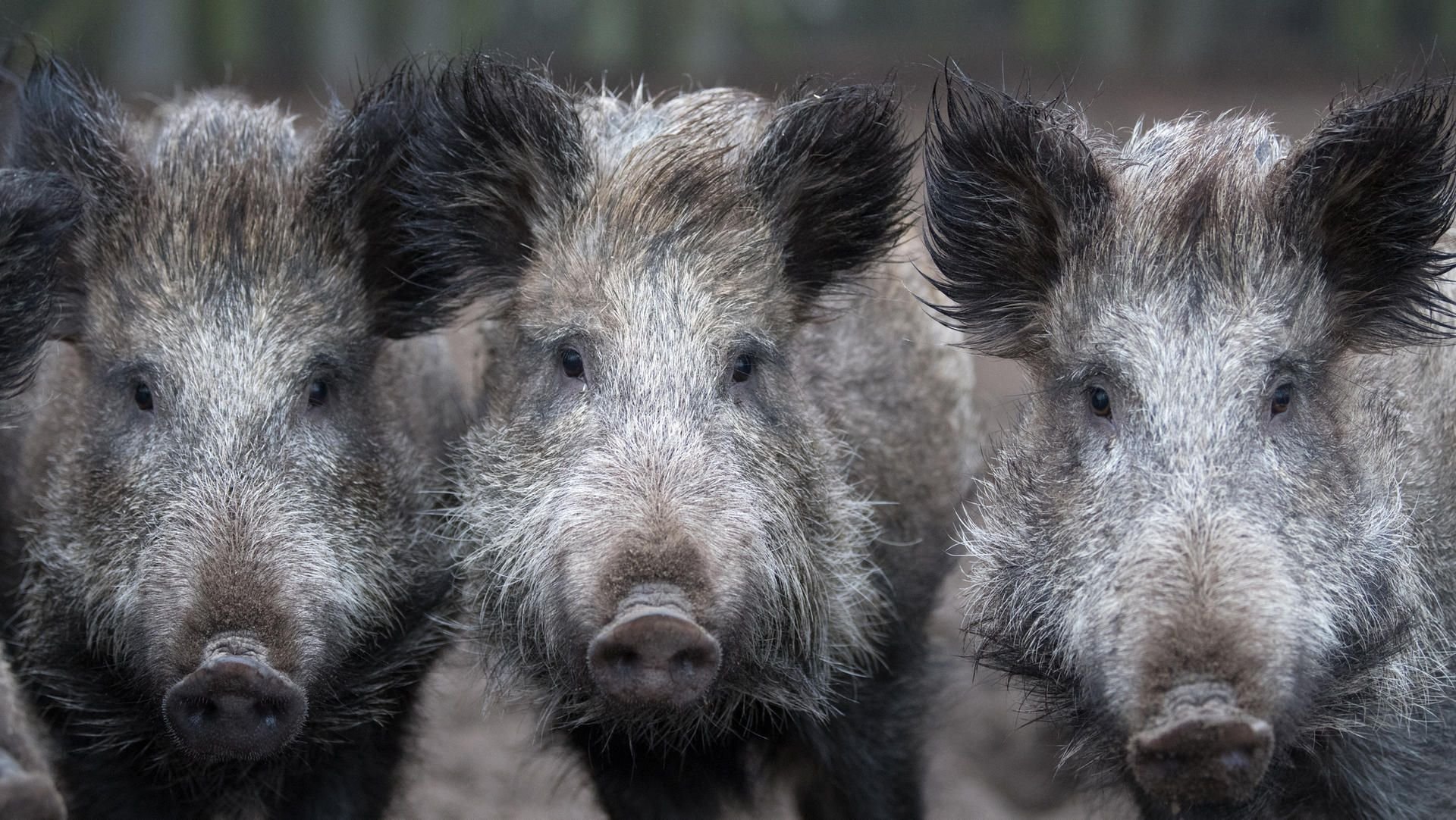 In der Nähe von Hamburg sind Wildschweine von einem Zug überfahren worden (Symbolbild).