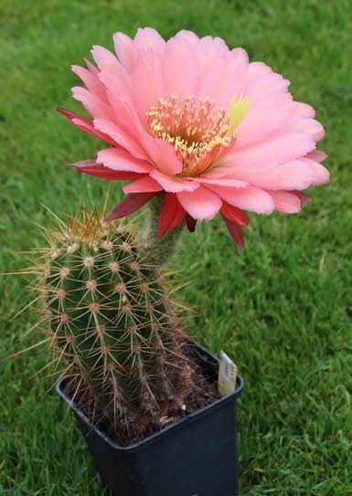 Das ist der Kaktus namens Lutherstadt Wittenberg.