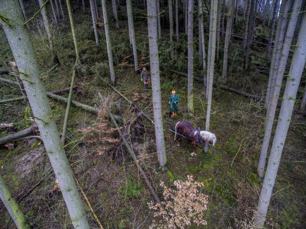 Vielerorts - wie hier in Braunschwende - sind Pferde die beste Möglichkeit, um die Sturmschäden in den Wäldern zu beseitigen.