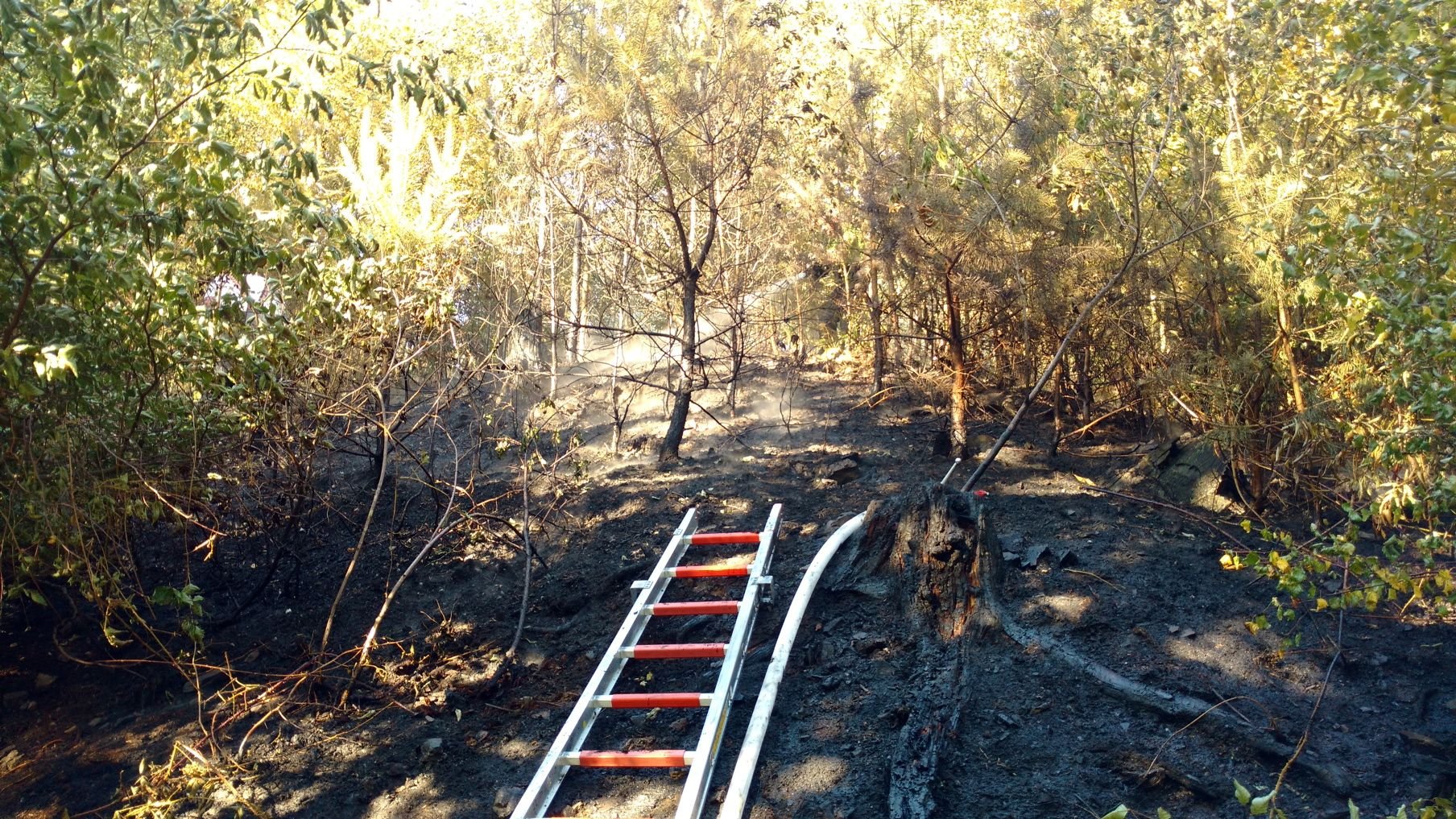 Nach dem Waldbrand bei Gernrode.