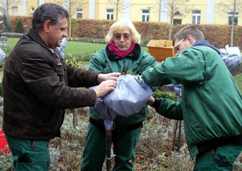 Winterfestmachung im Ascherslebener Rosarium. Mitarbeiter des Bauwirtschaftshofes packen die Hochstammrosen ein.