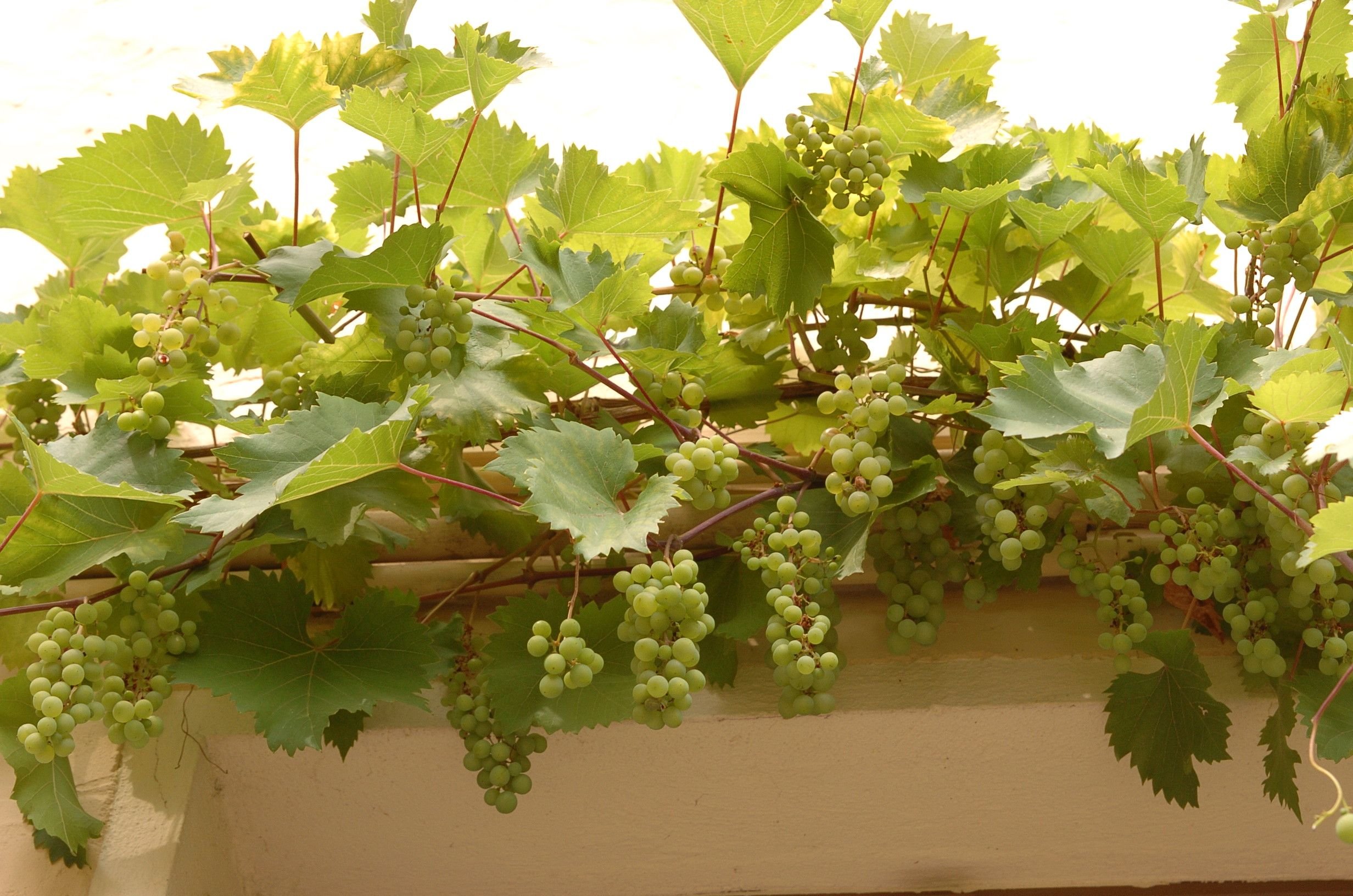 Gut entwickelt: Der Wein des Jahres 2014, der sich über den Torbogen im Hof des „Hauses der Geschichte“ in Wittenberg rankt, trägt bereits Früchte.