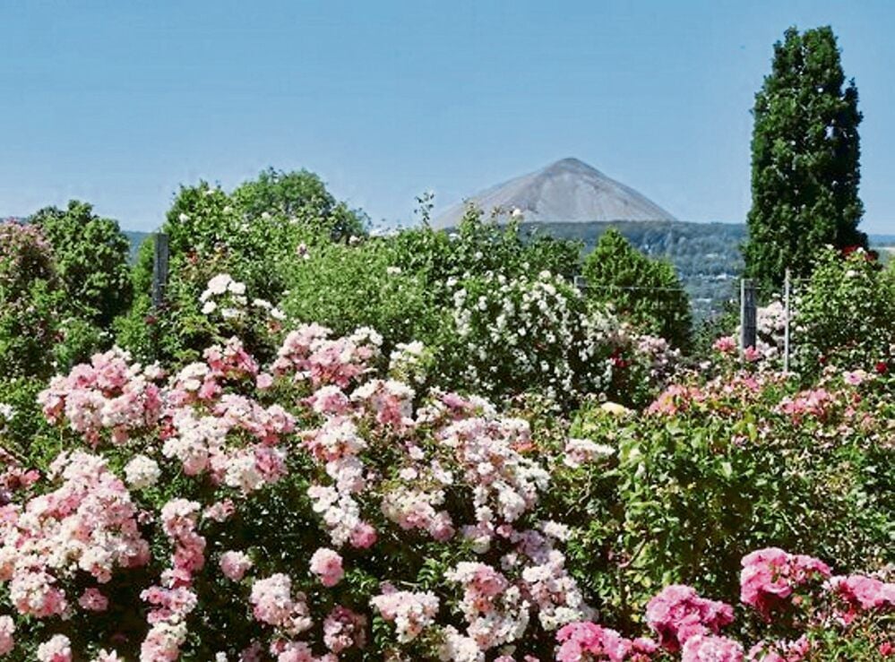 Sangerhausen: Über 8.700 verschiedene Rosenarten blühen im Rosarium.