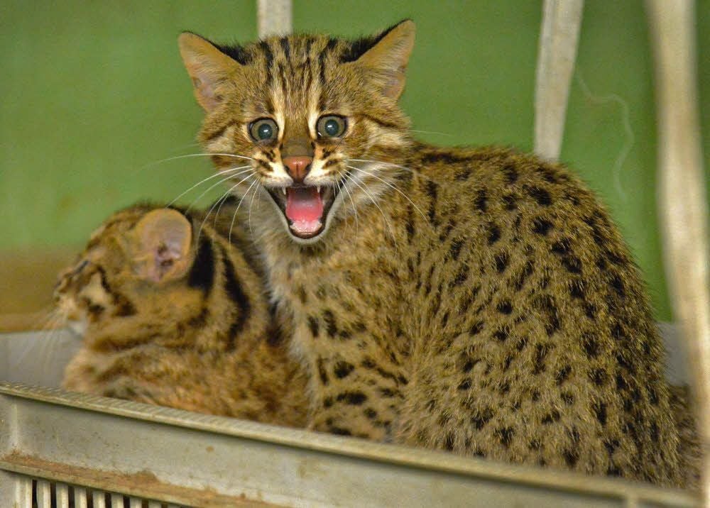 22 Jungtiere hat Tamara großgezogen - wie hier vor drei Jahren. Nun gibt es erst einmal keine Amurkatzen mehr in Aschersleben.