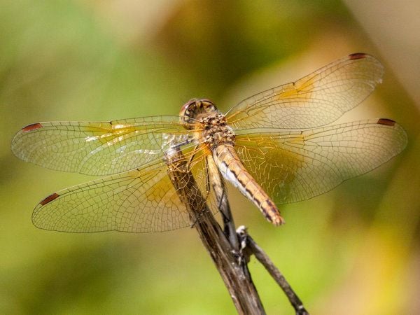 Die Gefleckte Heidelibelle war noch 2015 die Libelle des Jahres.