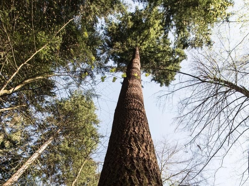 Die Douglasie Waldtraut, der mit 66,58 Metern höchste Baum Deutschlands, steht im Stadtwald von Freiburg und legt pro Jahr 30 bis 33 Zentimeter zu. Foto: Patrick Seeger/dpa