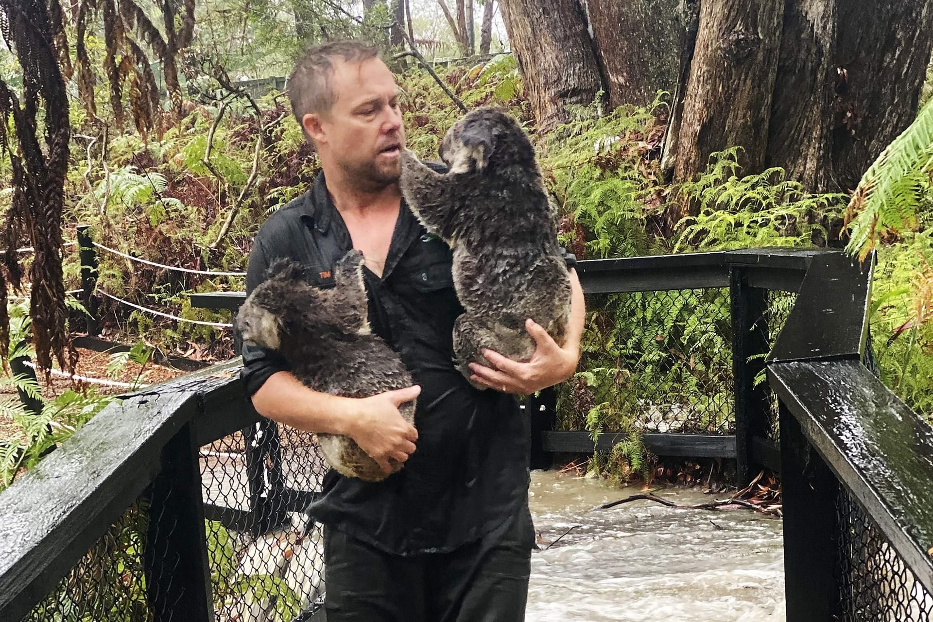 Ein Mitarbeiter des Australian Reptile Park trägt zwei Koalas in Sicherheit.