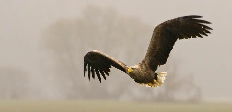 Seeadler im Biosphärenreservat - Aufnahme aus dem Jahr 2011.