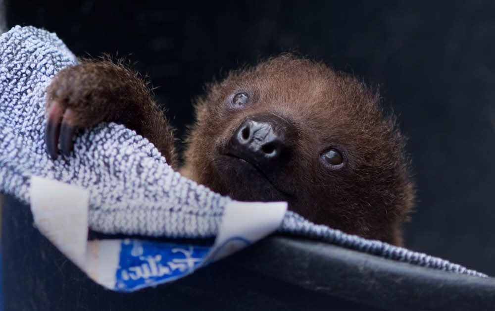 Ein junges Zweifinger-Faultier, das im Bergzoo Halle zur Welt kam.