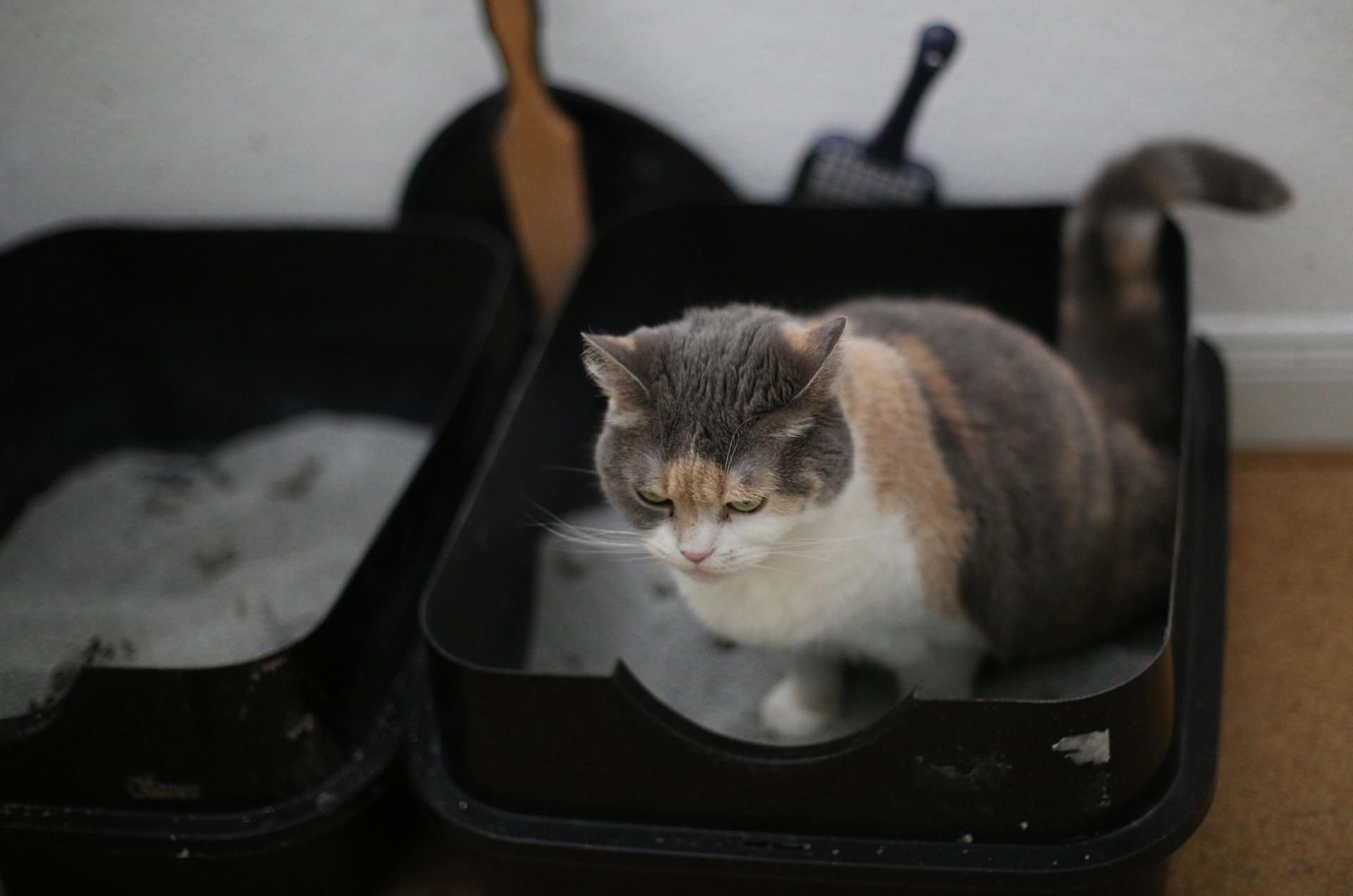 Welches Streu mögen Katzen am liebsten?