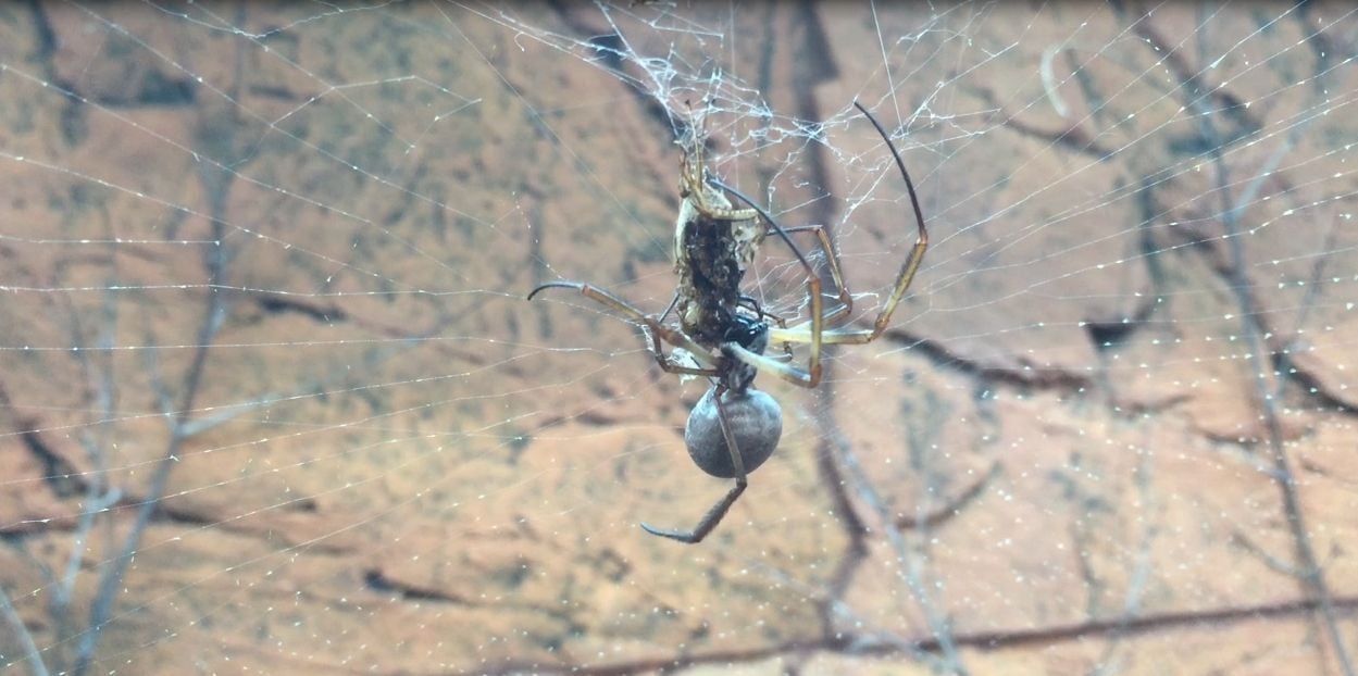 Seidenspinne mit Beute im Netz