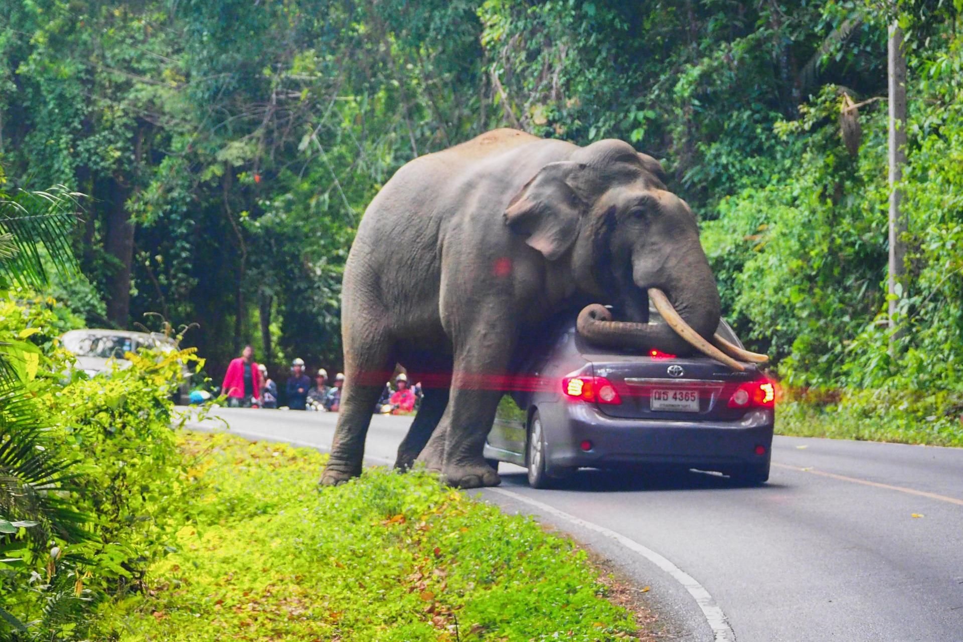 Der wilde Elefant wollte sich auf den Wagen legen.
