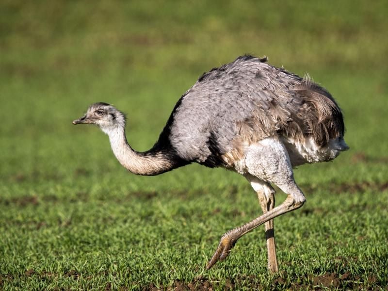 Ein wilder Nandu. Foto: Jens Buettner/Archiv