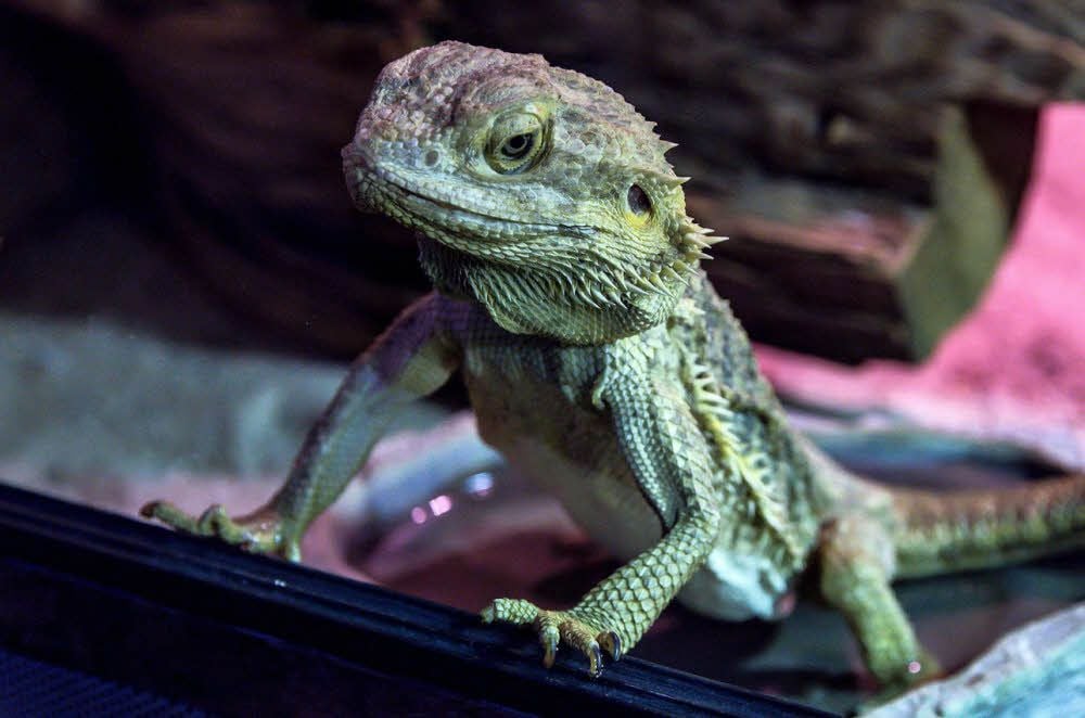 Die Bartagame ist ein Reptil für Einsteiger.