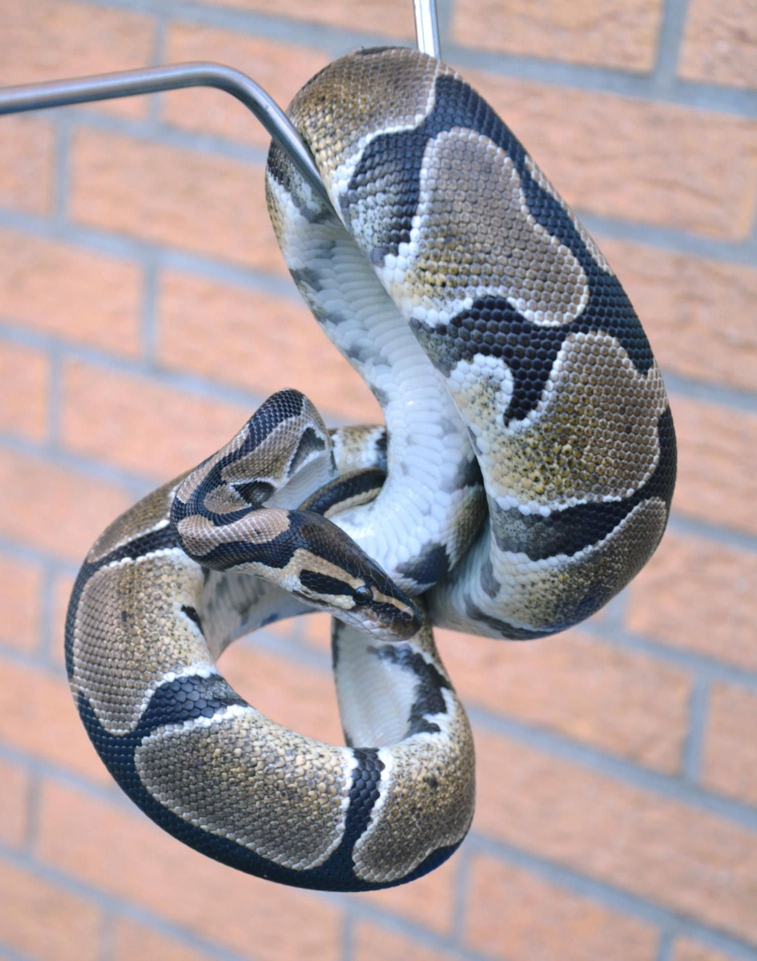 Ein Python hat in Indonesien eine 54 Jahre alte Frau verschlungen.