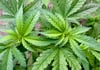 Cannabis (lat. für Hanf) ist der Sammelbegriff für die aus Hanf hergestellten Rauschmittel, darunter Marihuana (getrocknete weibliche Blüten) und Haschisch (gepresste Harze). 