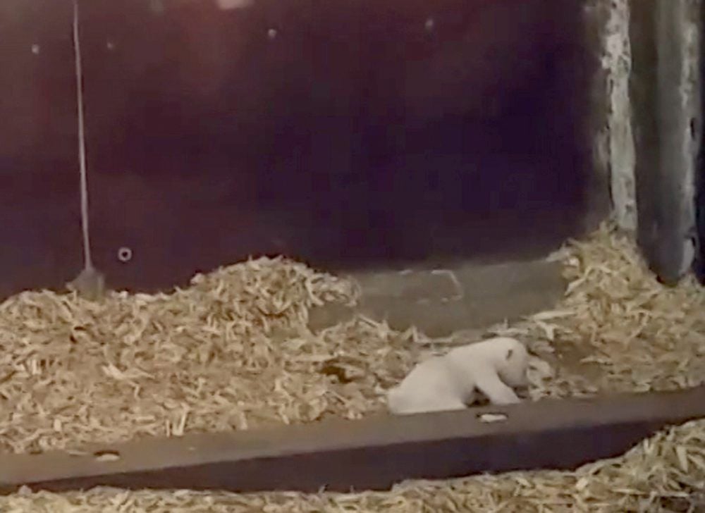 Das Eisbär-Baby in der Wurfbox.