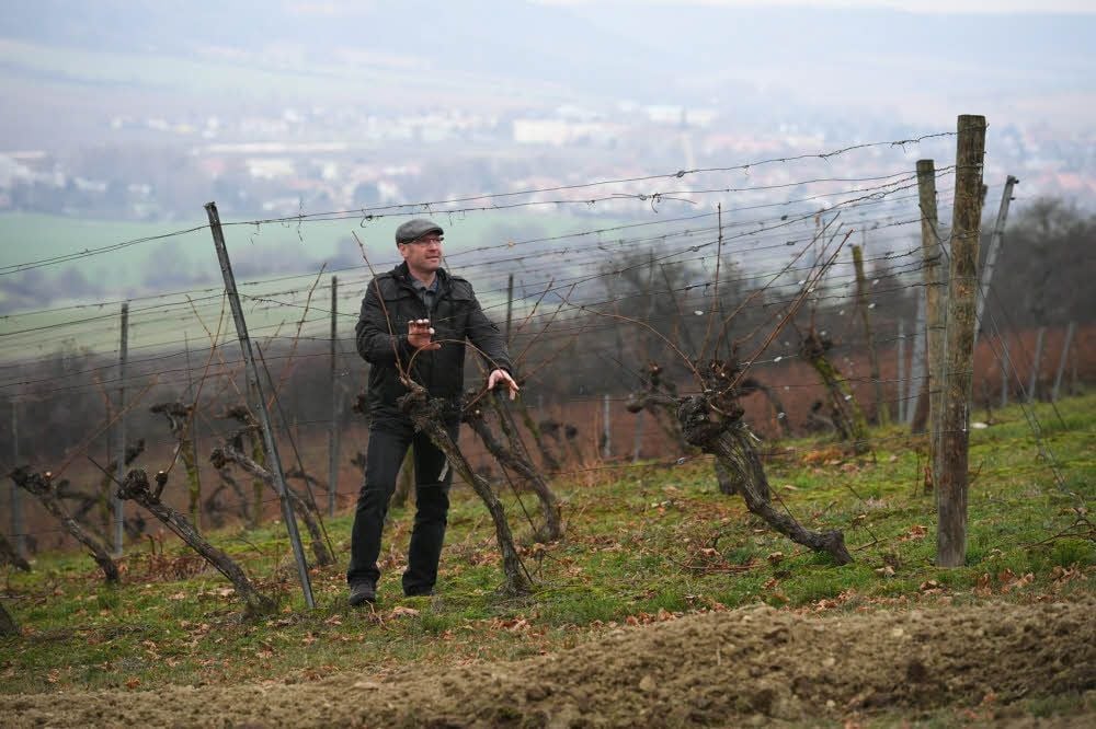 Gerd Wölbling in seinem Weinberg.