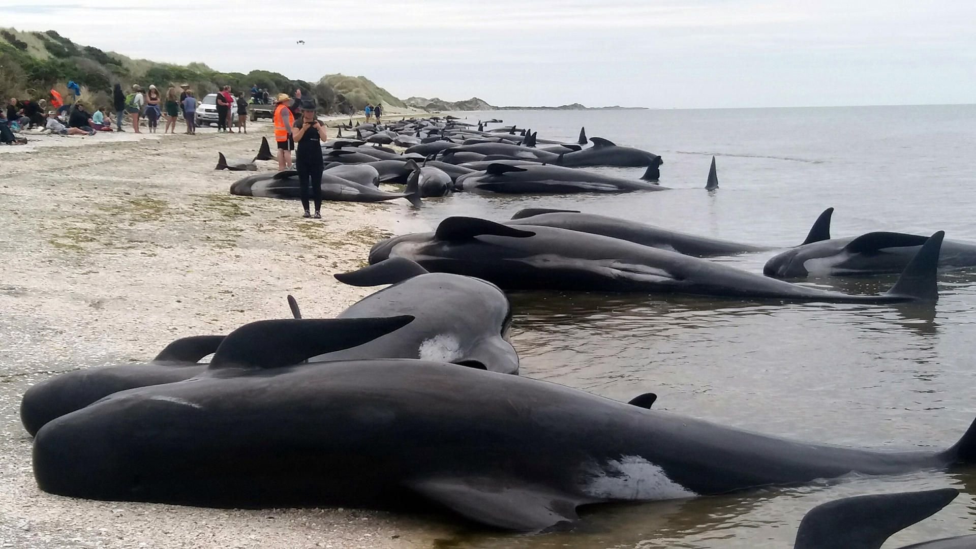 Zahlreiche Tiere verendeten am Strand.