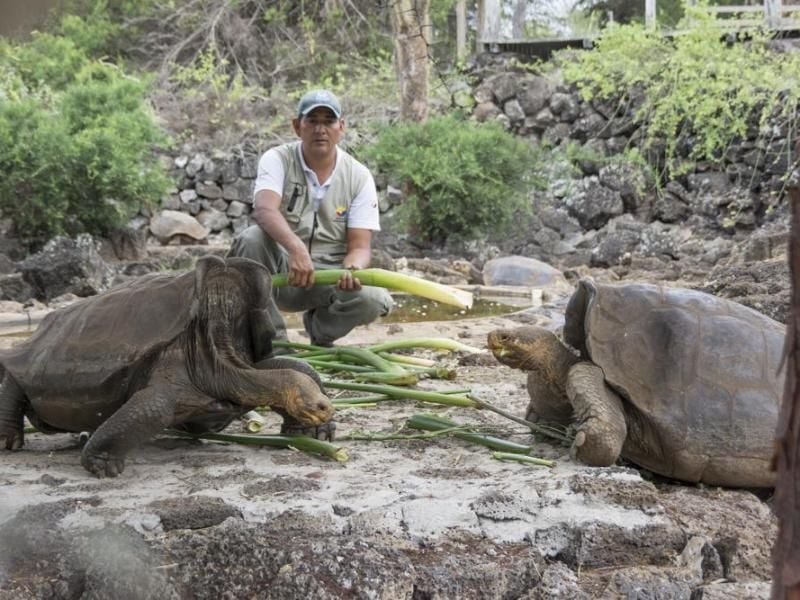 Zwei Riesenschildkröten im Nationalpark der Galapagos-Inseln in Ecuador. Foto: Diego Bermeo/Parque Nacional Galapagos/dpa