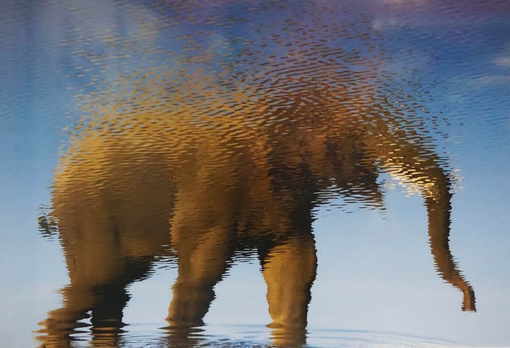 Ein indischer Elefanten spiegelt sich im Wasser.