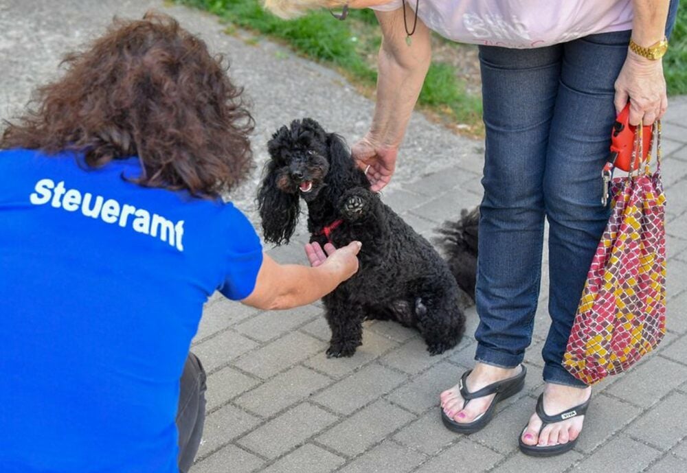 Im Hauptausschuss ist die Erhöhung der Hundesteuer in Köthen erst einmal durchgefallen.